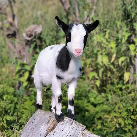 Mini Happy Apartament