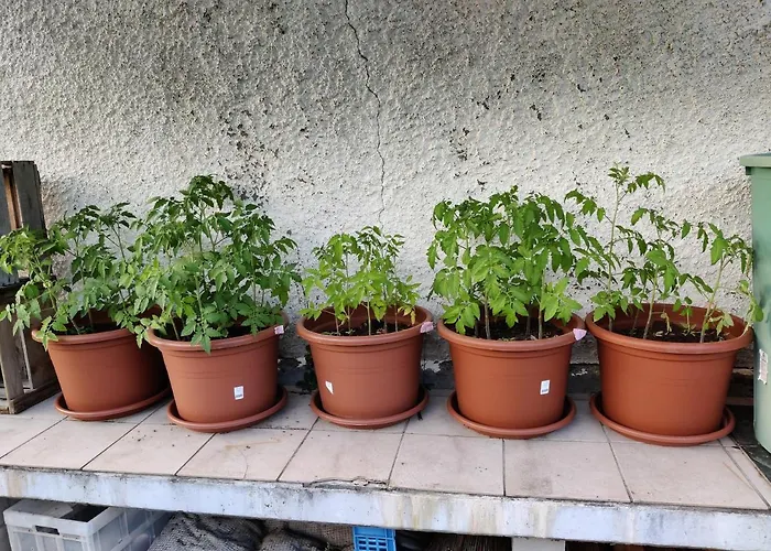 Lejlighed Mini Happy Reconvilier