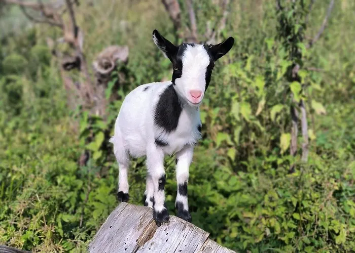 Mini Happy Lejlighed