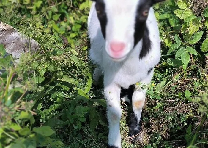 Mini Happy Reconvilier