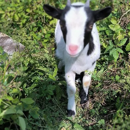 Mini Happy Reconvilier